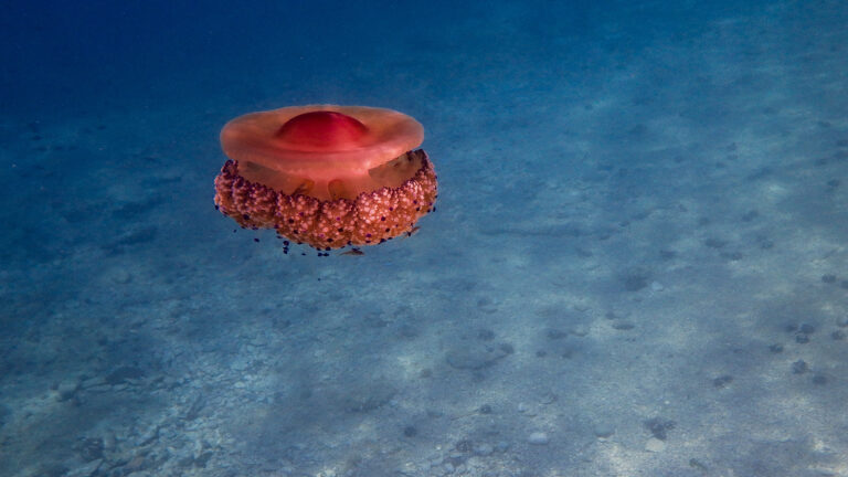 Nestor Fanos - jellyfish-5